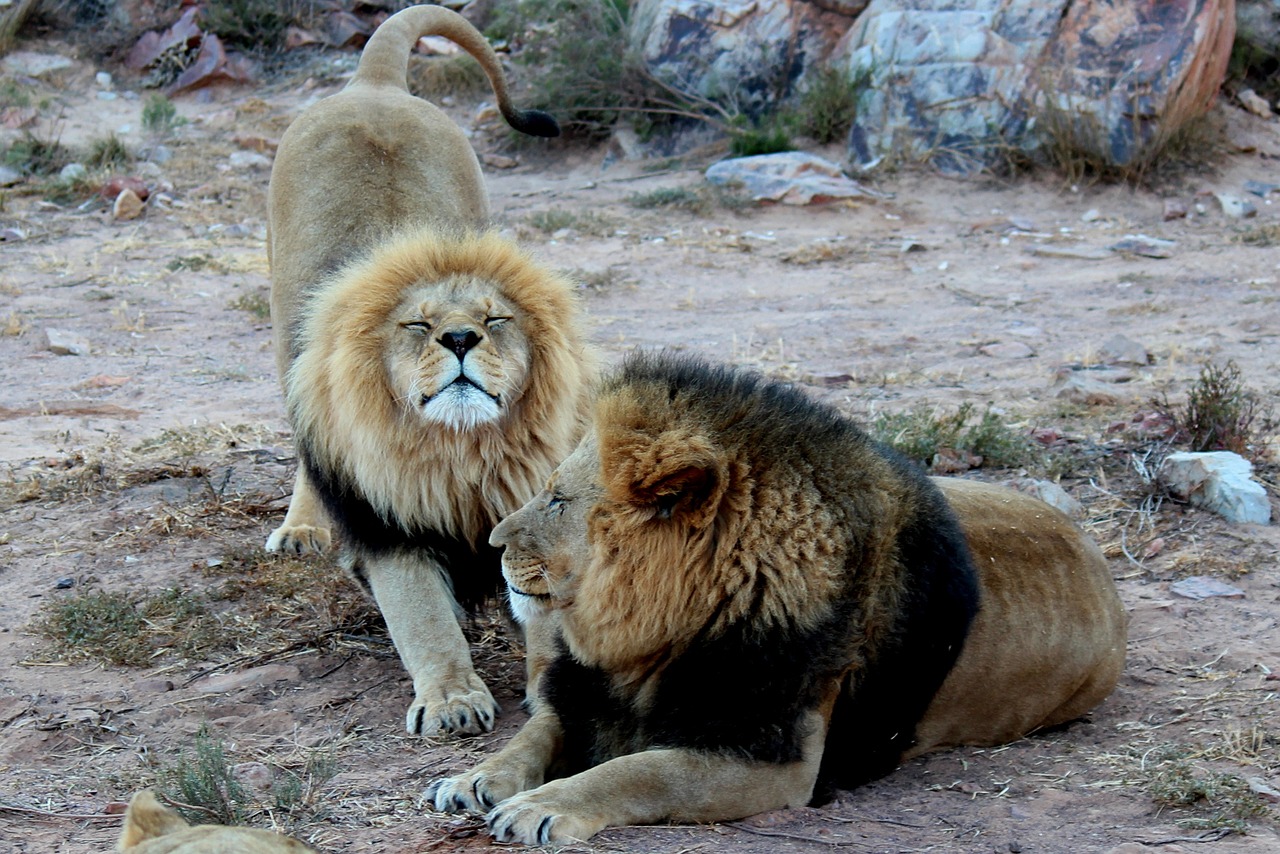 Aquila Safari Park: Lodge + Safari cerca de Ciudad del Cabo