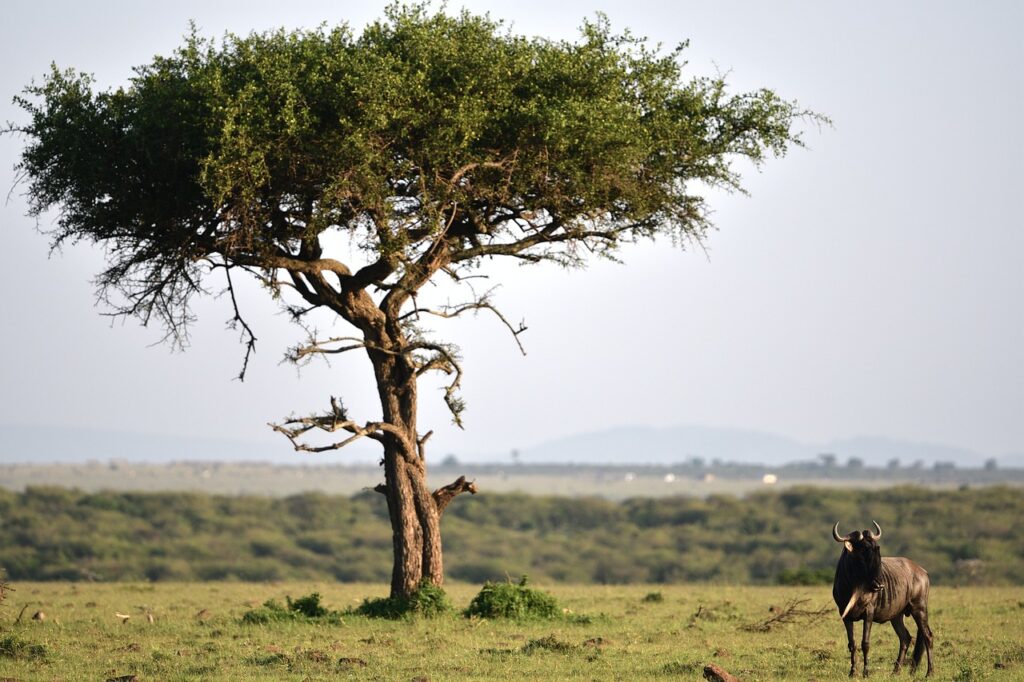 masai mara national reserve kenia