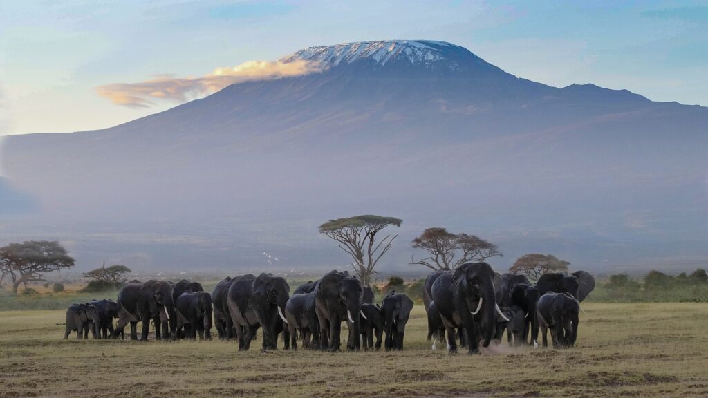 safari kenia masai mara
