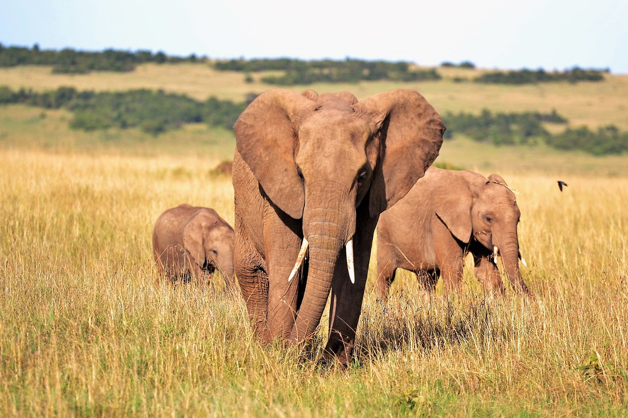 Safari en Kenia: la aventura y la naturaleza se encuentran