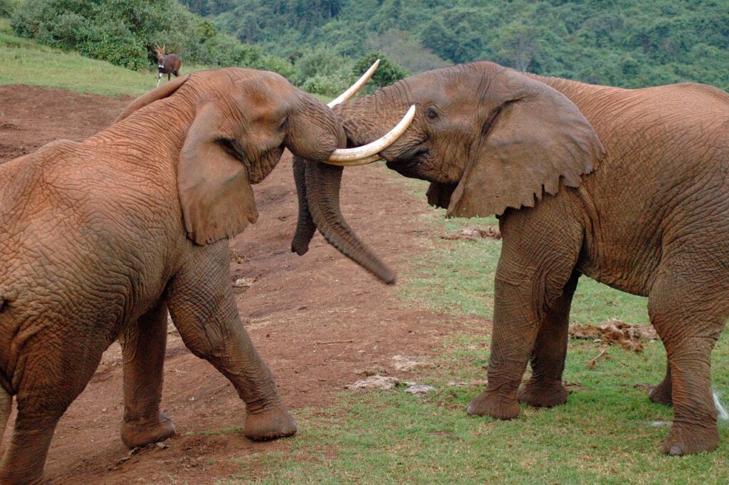 safari masai mara kenia