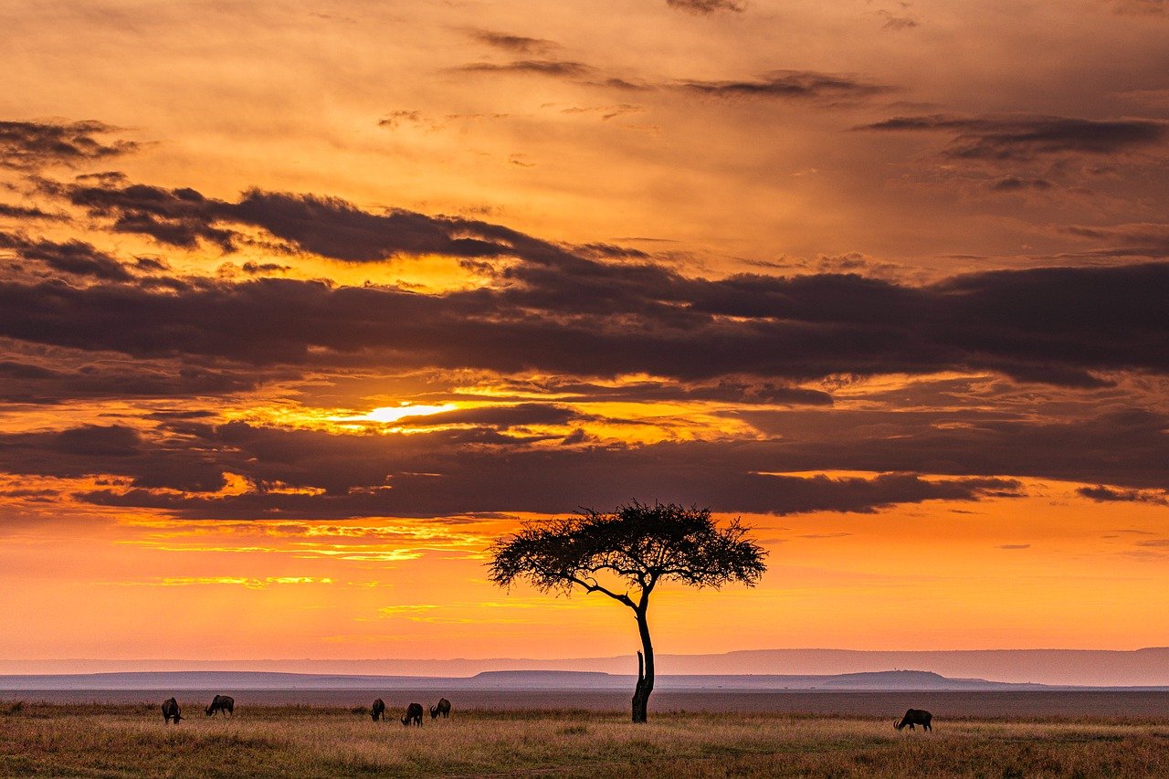 safaris masai mara kenya
