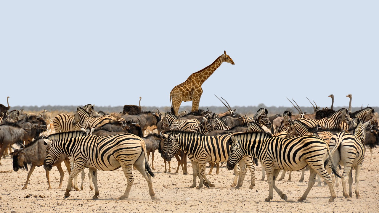 Los mejores safaris en Africa (Parques Nacionales y Países)