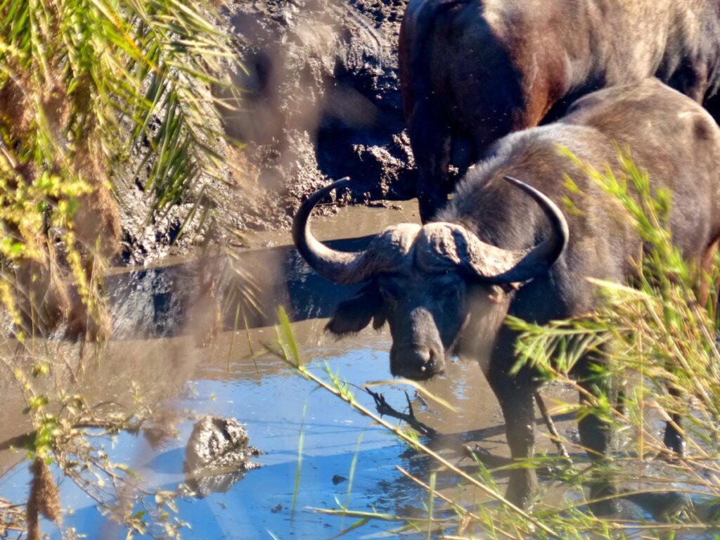 bufalo en el parque nacional kruger