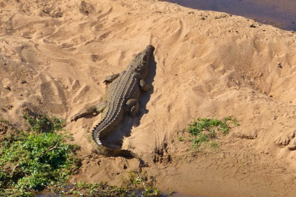 cocodrilo en parque nacional kruger