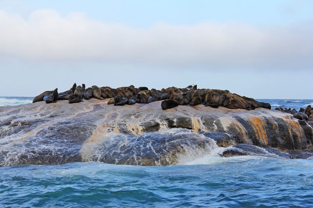 excursion focas hout bay