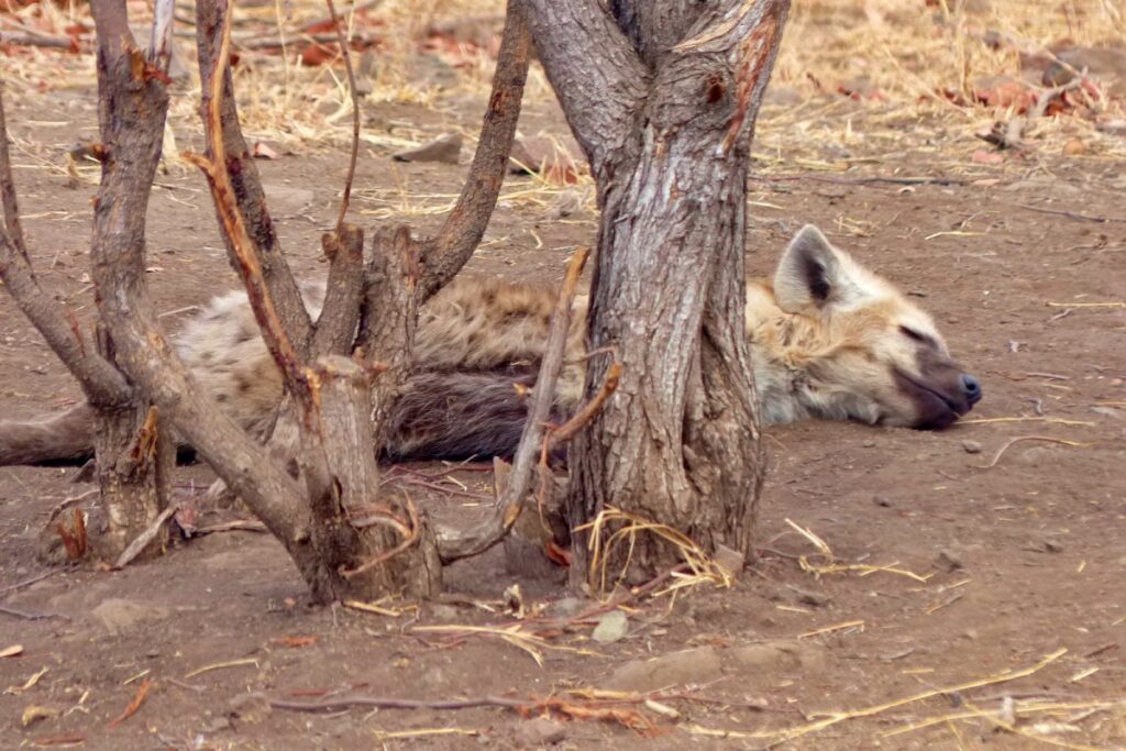 hiena durmiendo en parque nacional kruger