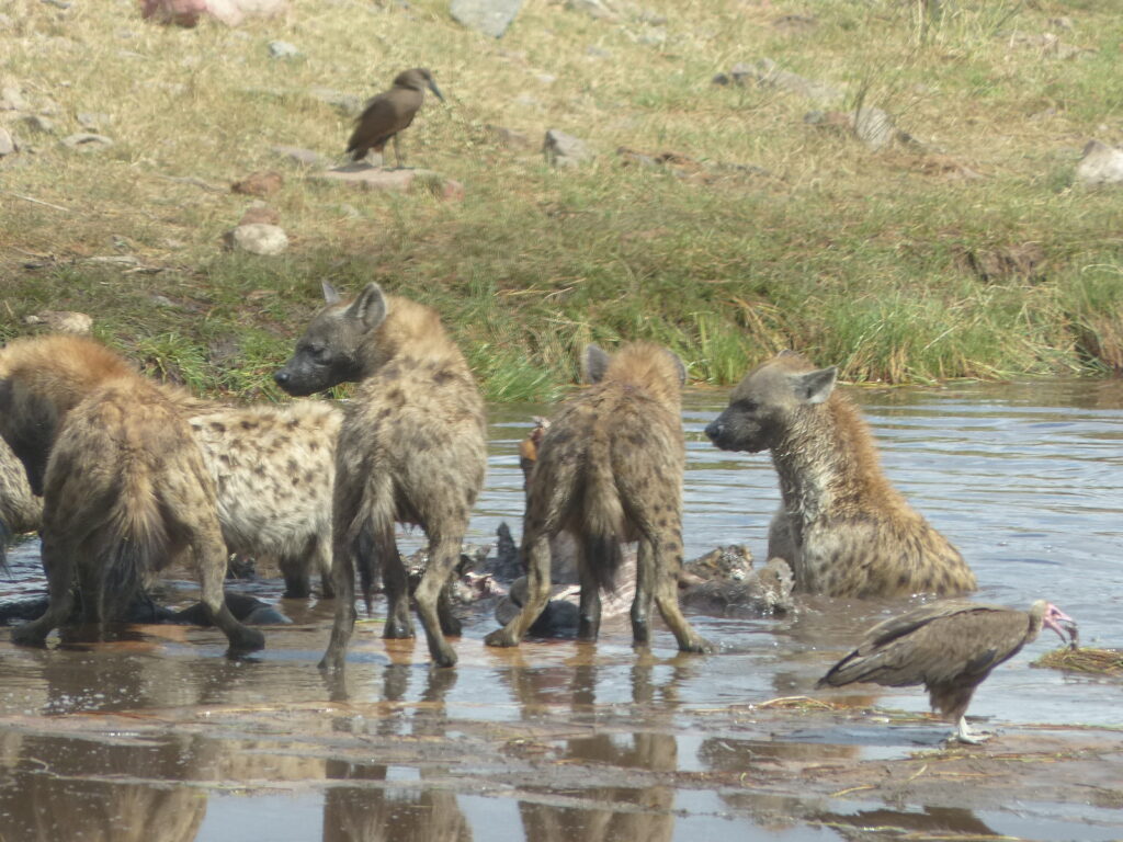hienas comiendo bufalo en el kruger
