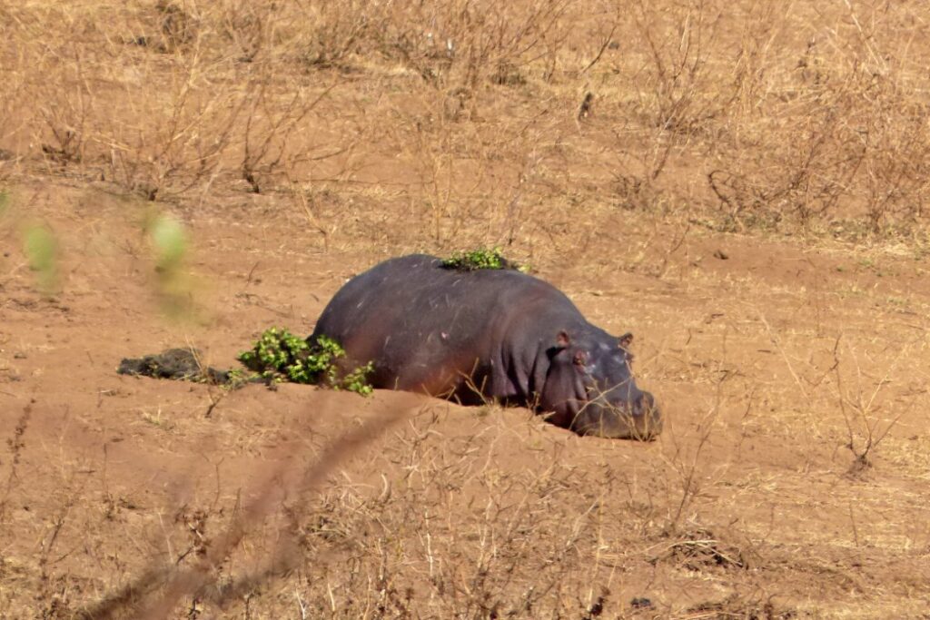 hipopotamo al sol en parque nacional kruger