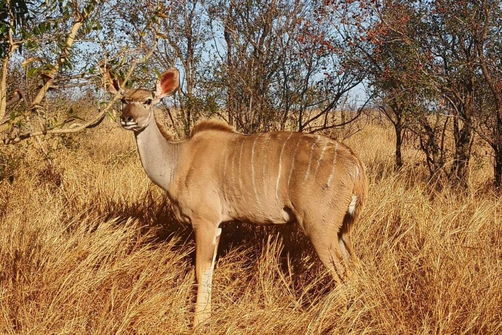 kudu hembra en parque nacional kruger