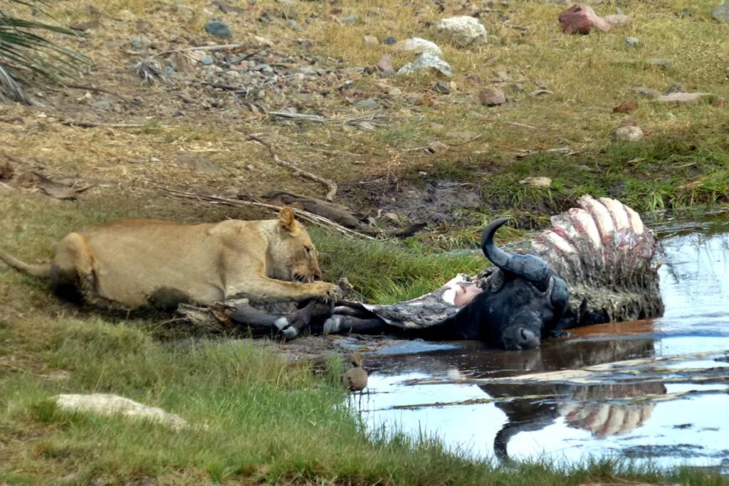 foto de una leona comiendo un bufalo