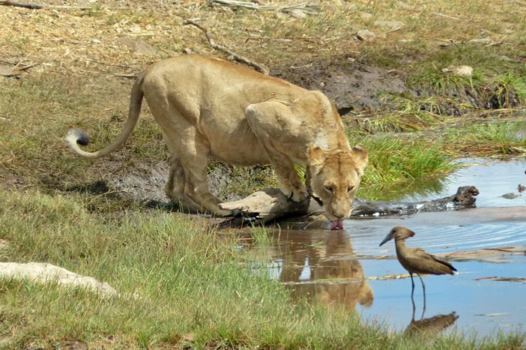 leona tomando agua en parque nacional kruger