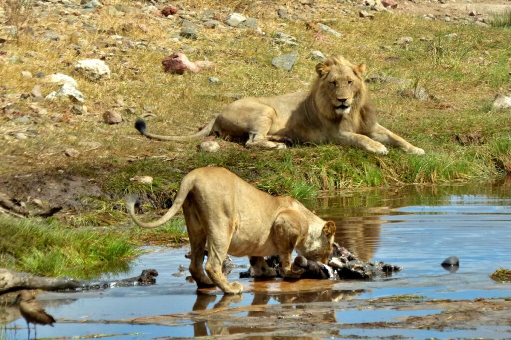 foto de leones en el parque kruger