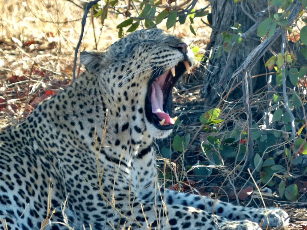 foto de leopardo en el parque nacional kruger