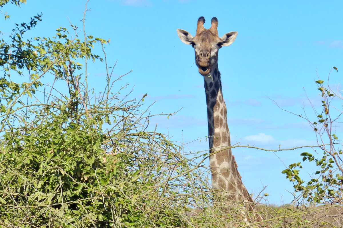 Parque Nacional Kruger: Todo lo que Necesitas Saber