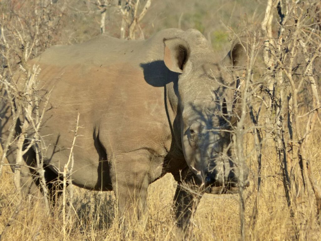 foto de rinoceronte en el kruger