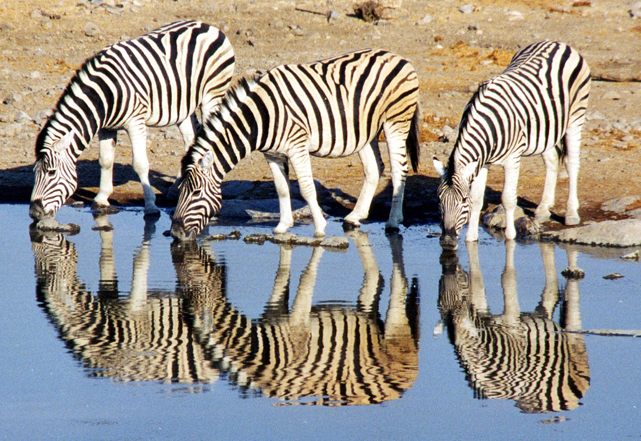safari a sudafrica
