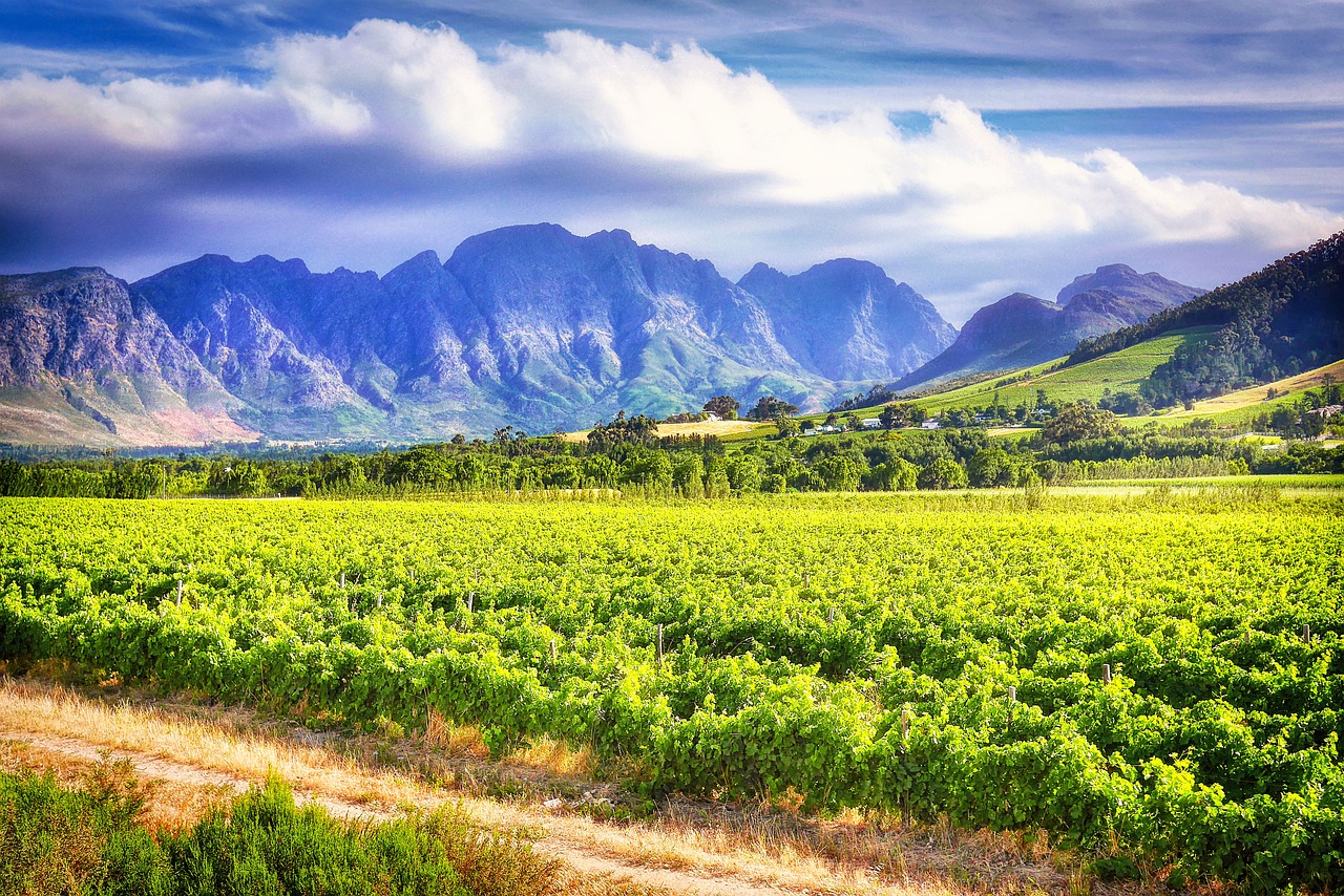 Stellenbosch: los mejores viñedos cerca de Ciudad del Cabo
